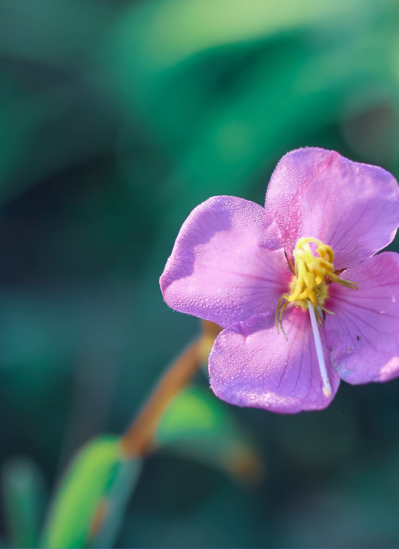 Morning Dew on Purple Blossom – Paint by Numbers Kit