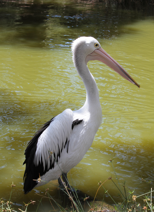 Graceful Pelican by the Water – Paint by Numbers Kit