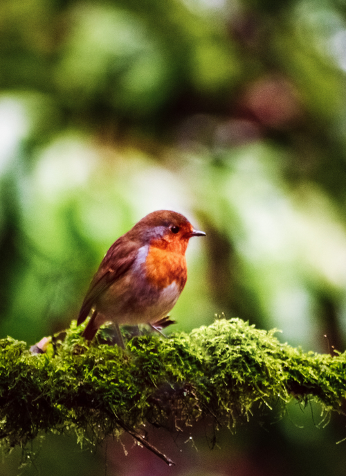 Woodland Songbird – Paint by Numbers Kit