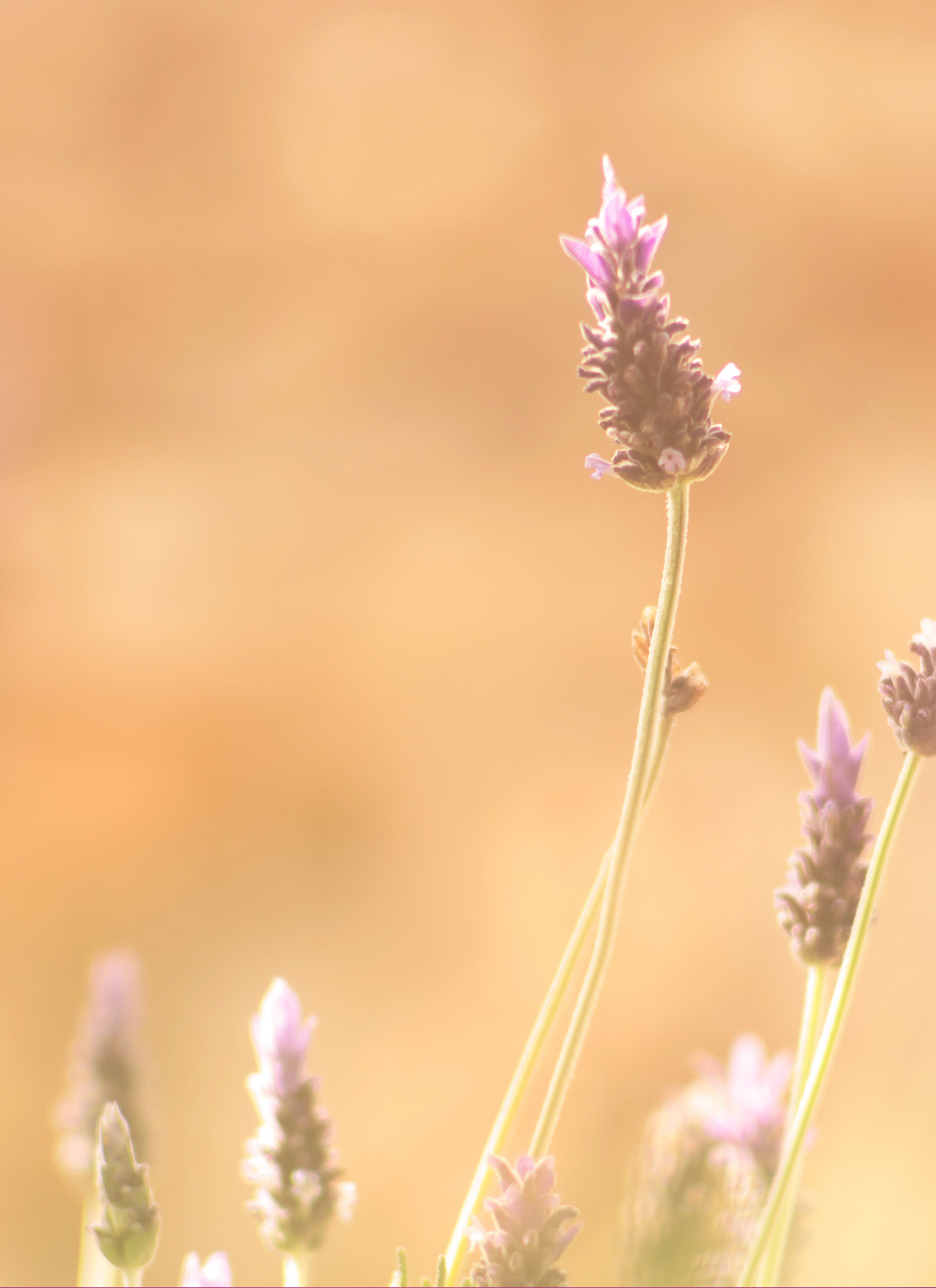 Lavender Whisper – Paint by Numbers