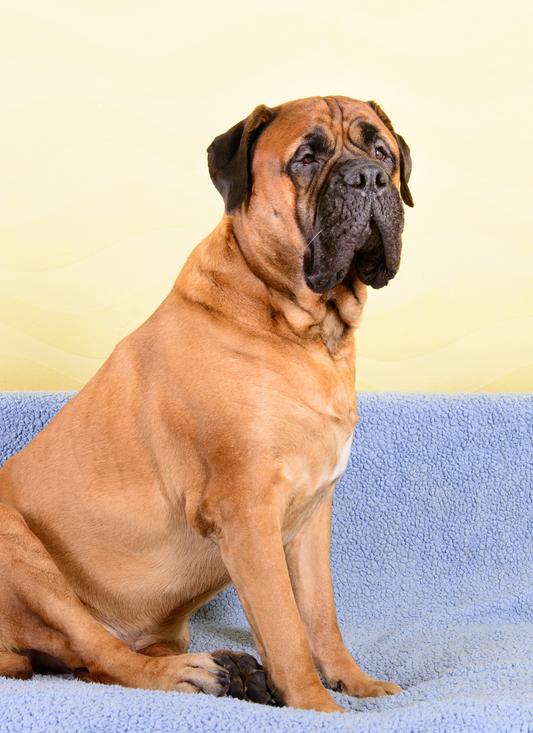 Gentle Guardian – Paint by Numbers Kit