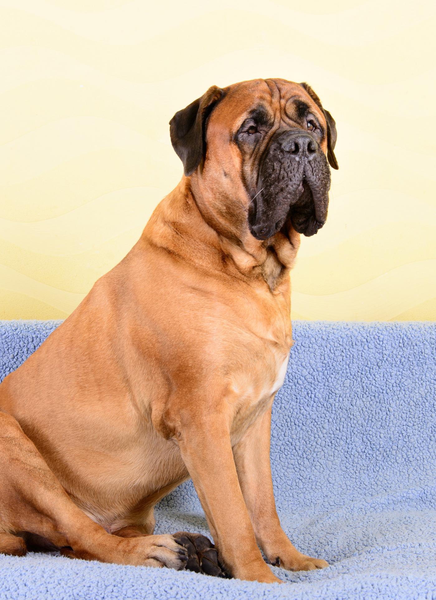 Gentle Guardian – Paint by Numbers Kit