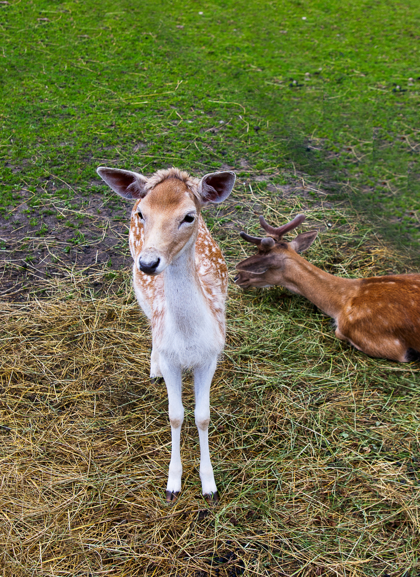 Gentle Forest Companions – Paint by Numbers Kit