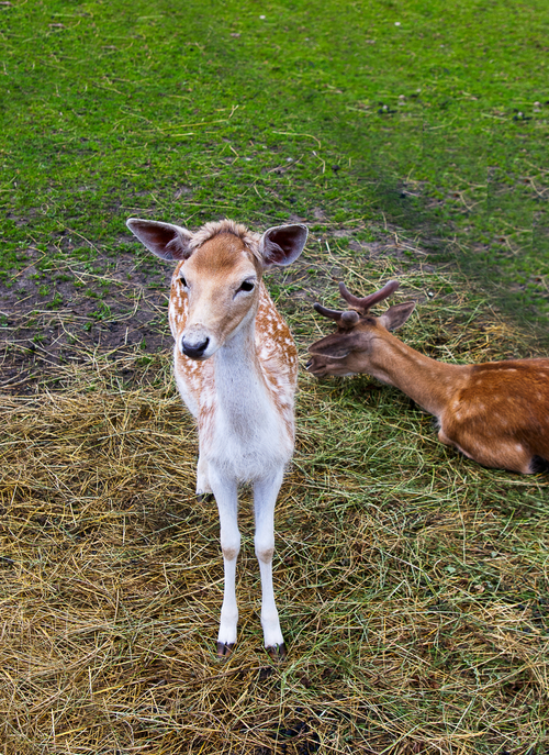 Gentle Forest Companions – Paint by Numbers Kit