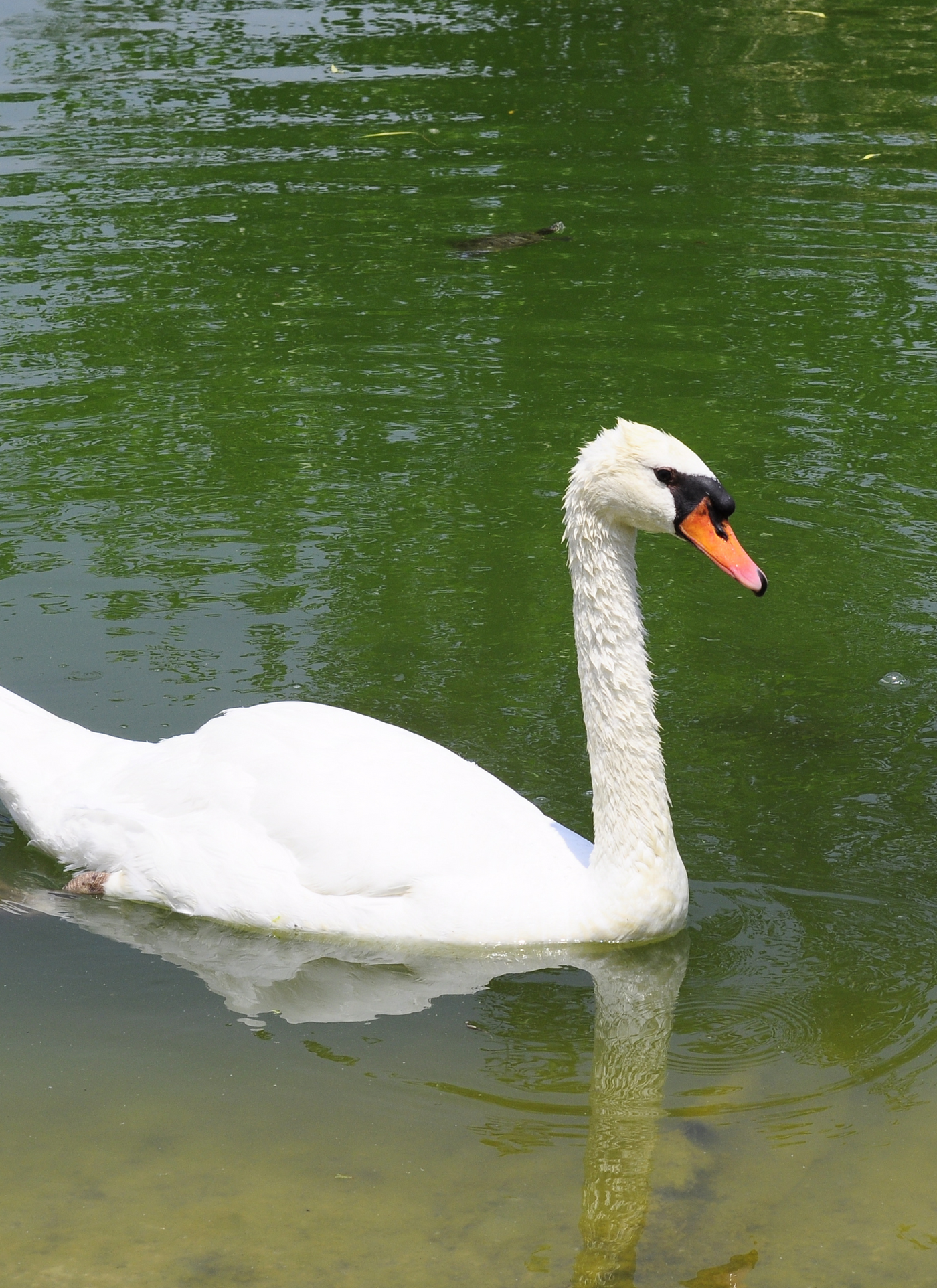 Serene Swan on the Lake – Paint by Numbers Kit