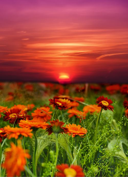 Crimson Sunset Blooms – Paint by Numbers