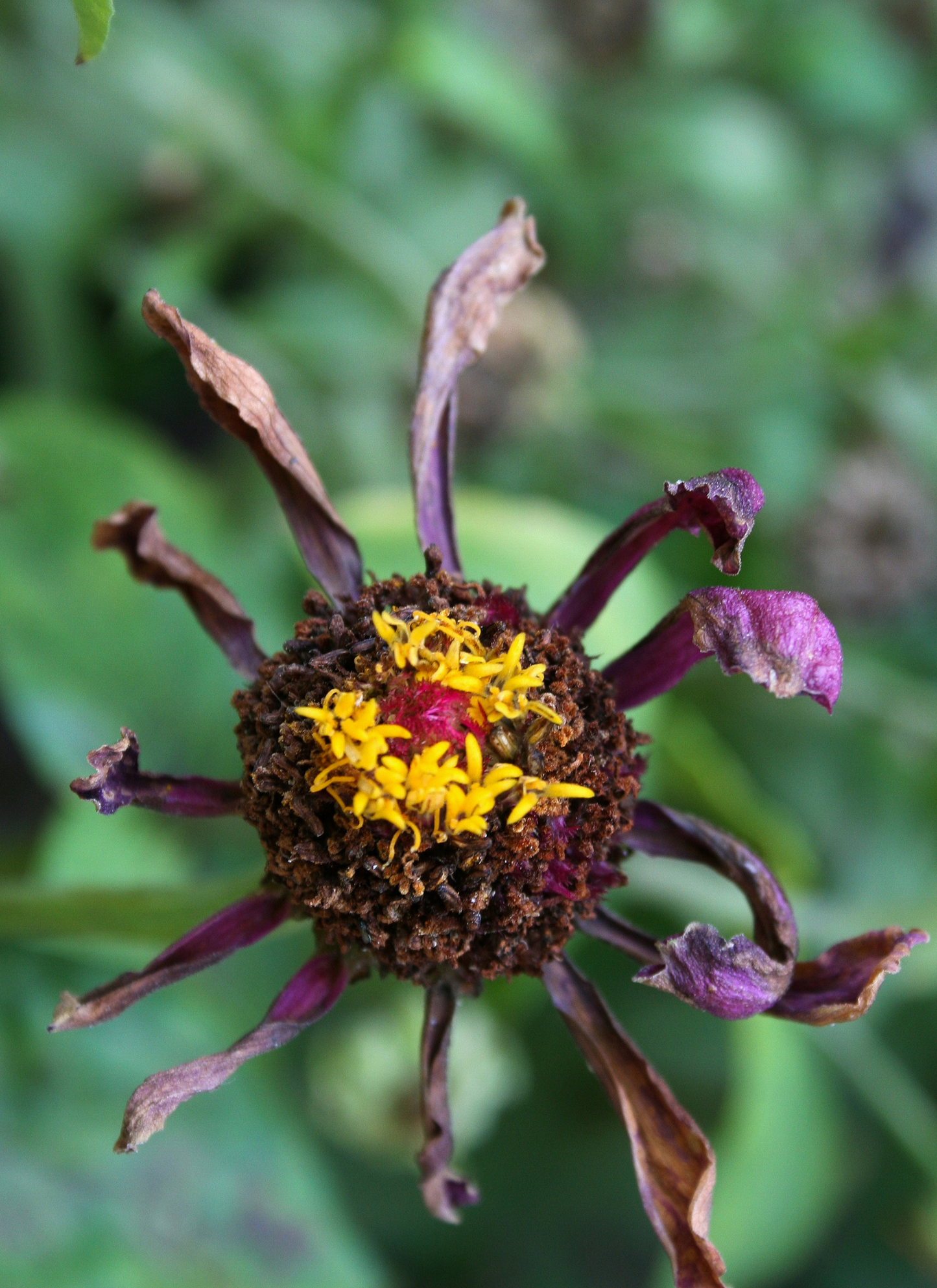 Faded Glory – Paint by Numbers Kit