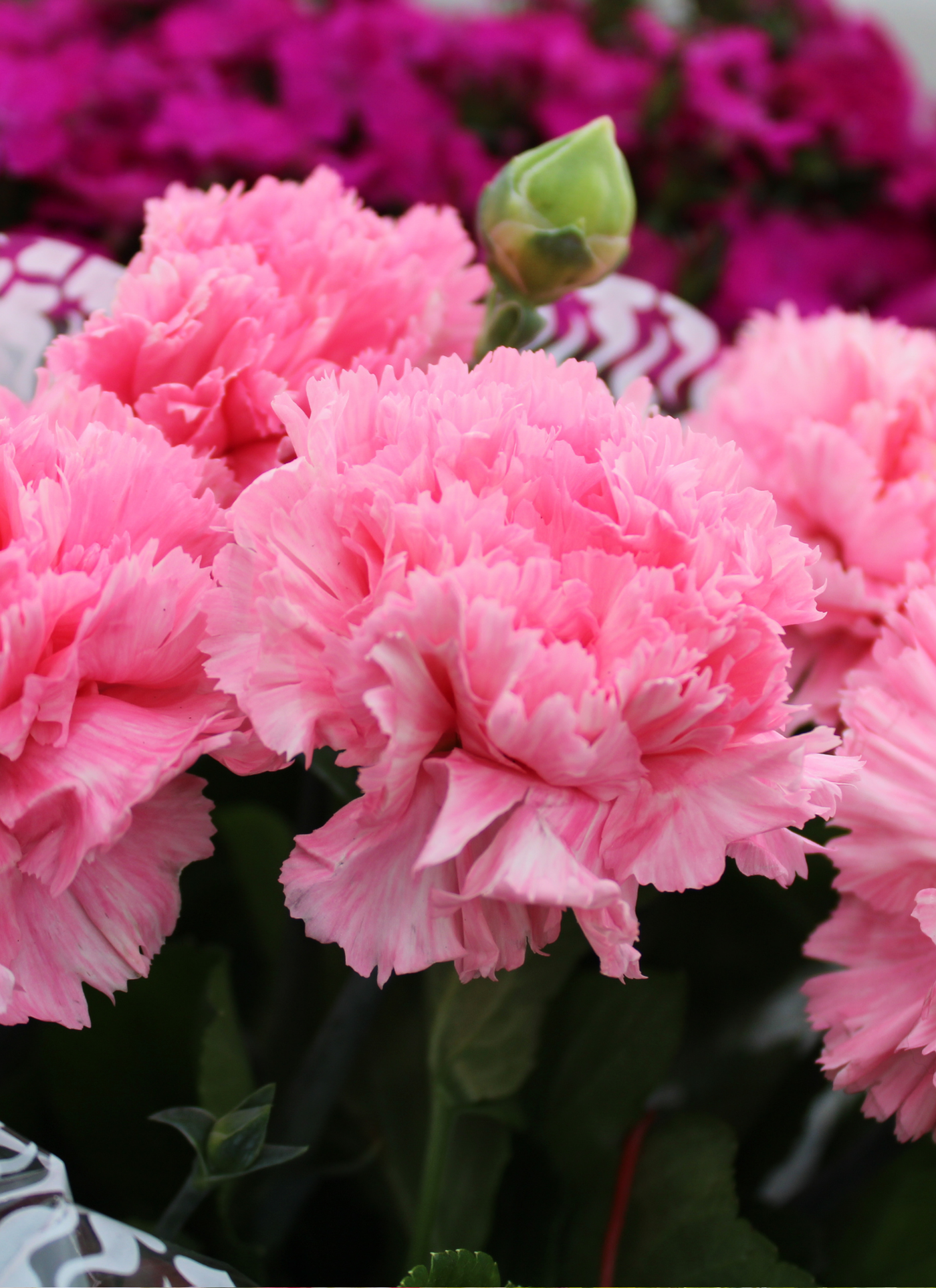 Pink Carnation Bliss – Paint by Numbers Kit