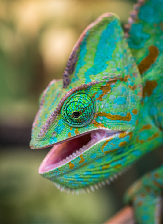 Colorful Chameleon – Paint by Numbers