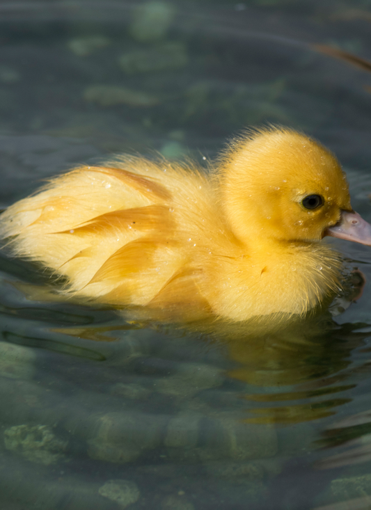 Yellow Duckling – Paint by Numbers