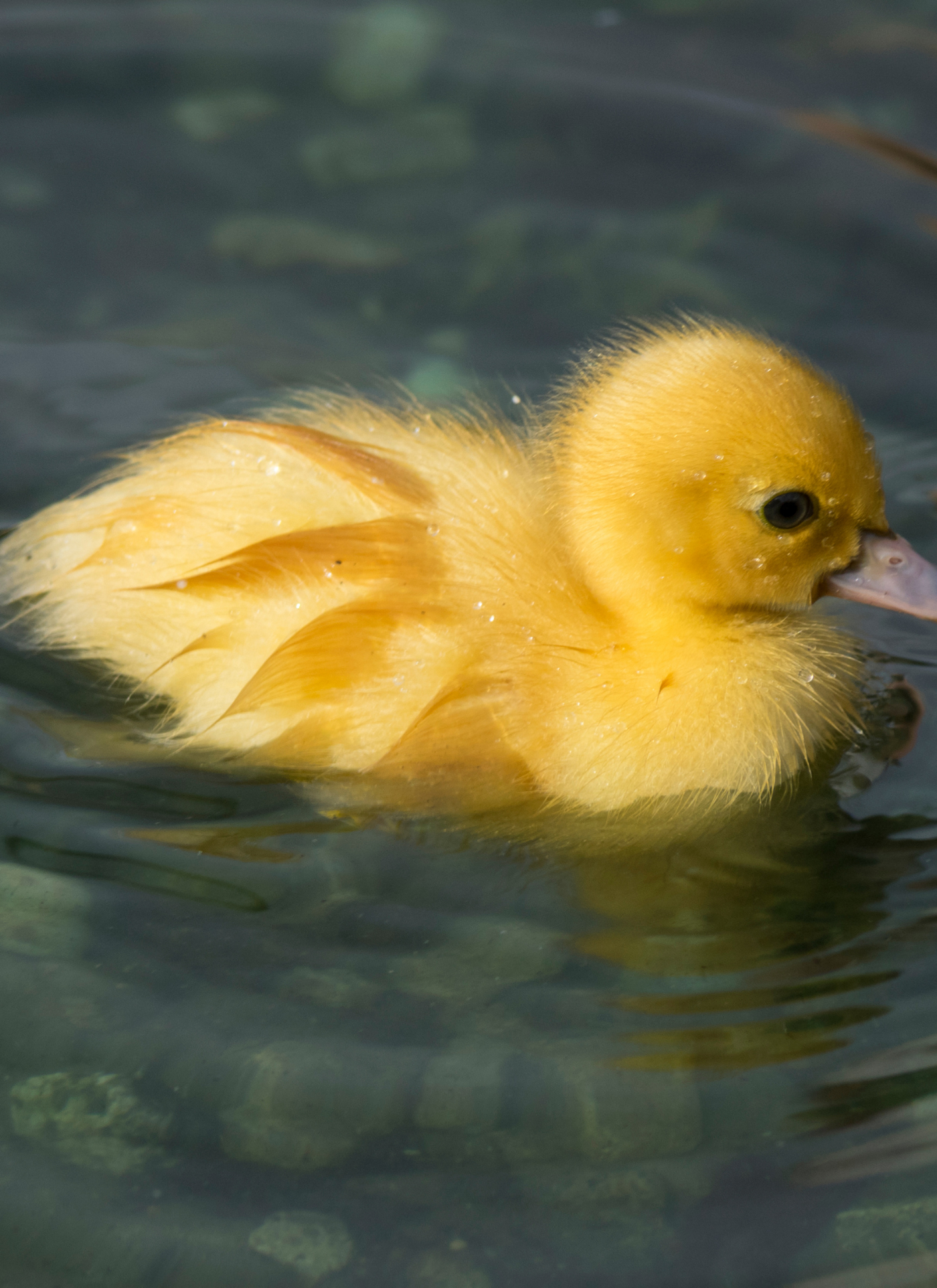 Yellow Duckling – Paint by Numbers