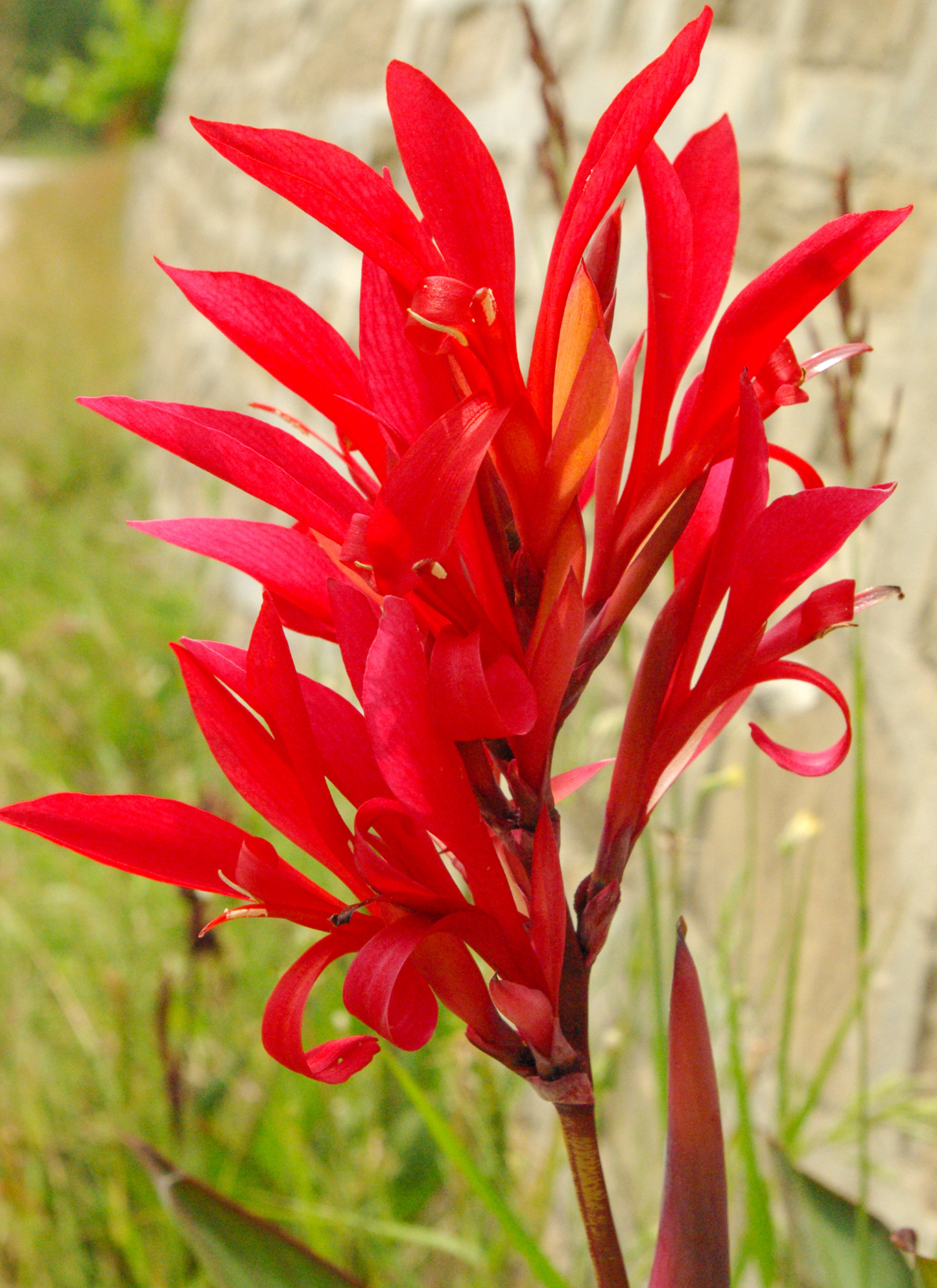 Scarlet Canna Lily – Paint by Numbers Kit