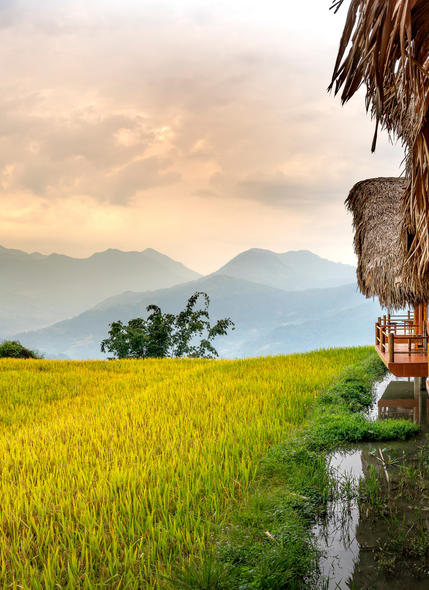 Golden Rice Paddy Retreat – Paint‑By‑Numbers Kit