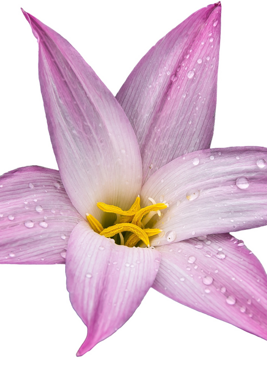 Pink Rain Lily Charm – Paint by Numbers Kit