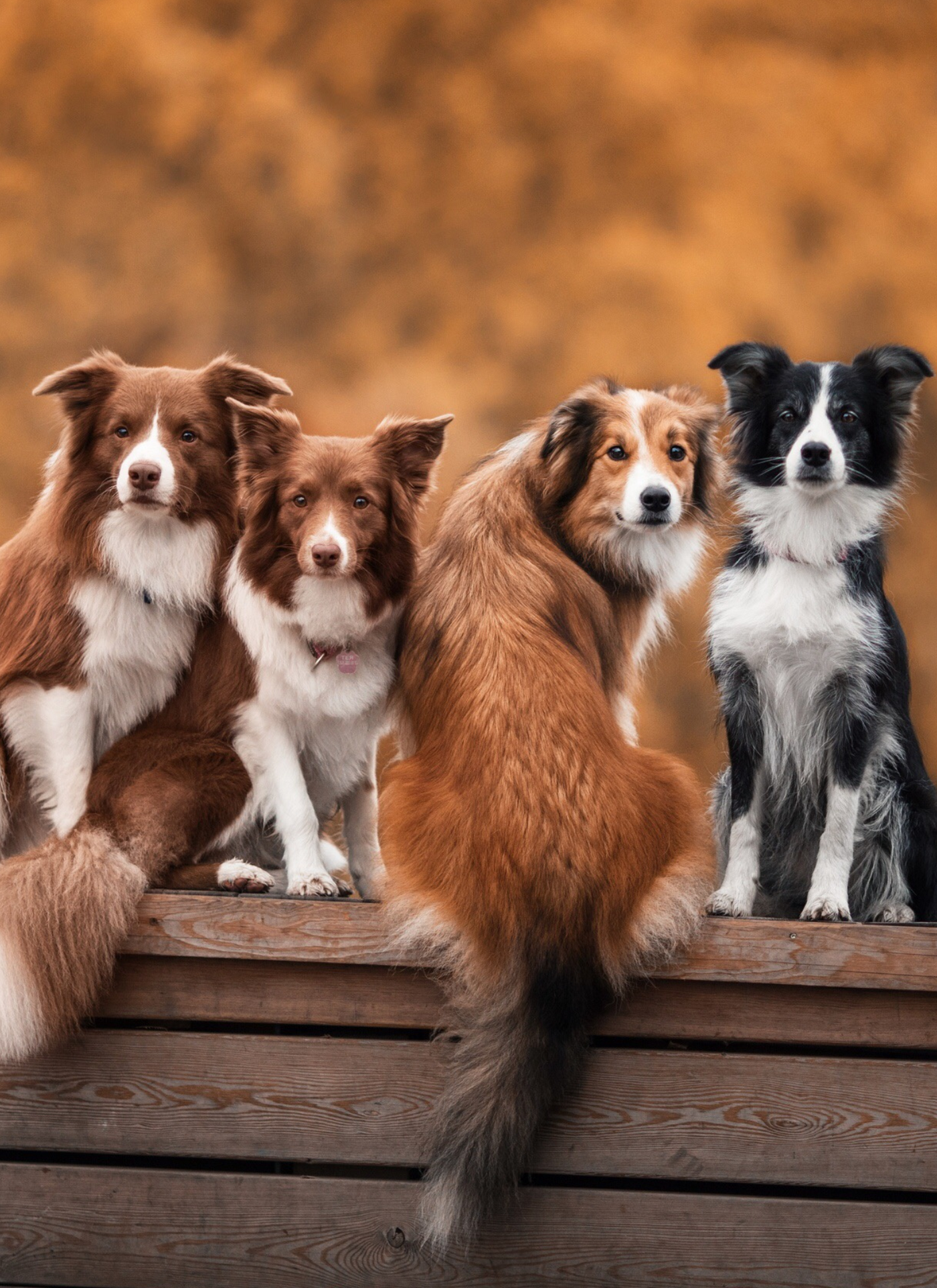 Four Border Collies – Paint by Numbers Kit