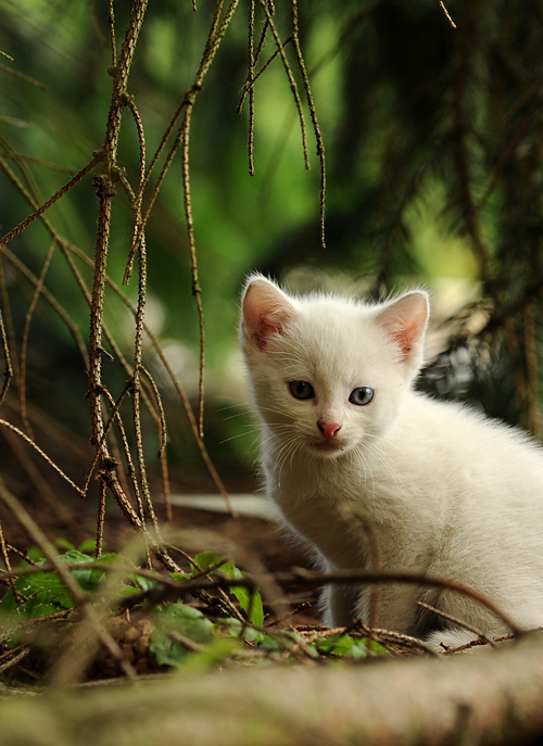 Woodland Whiskers – Paint by Numbers Kit