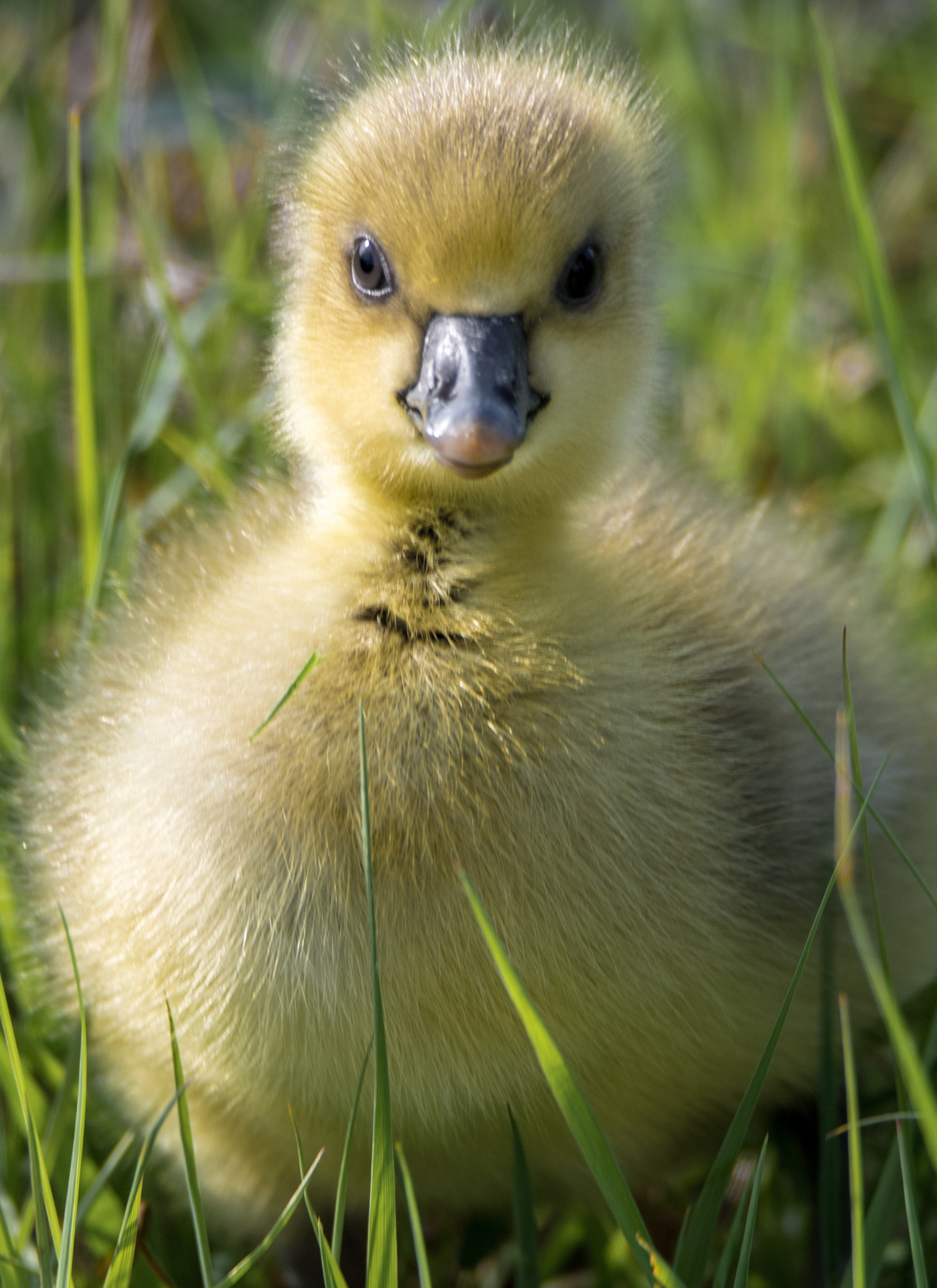 Adorable Baby Goose – Paint by Numbers Kit