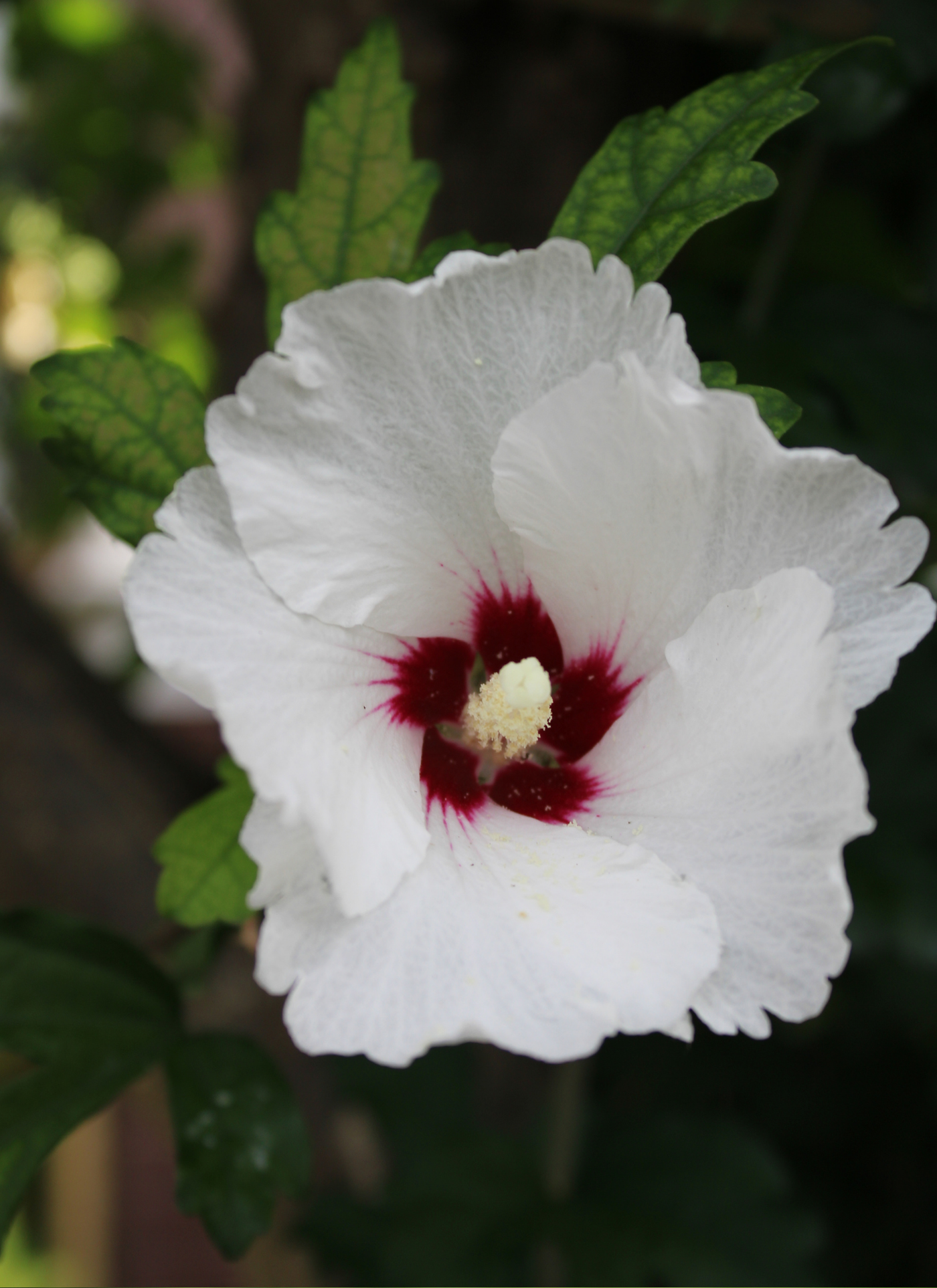 Crimson Heart Hibiscus – Paint by Numbers Kit