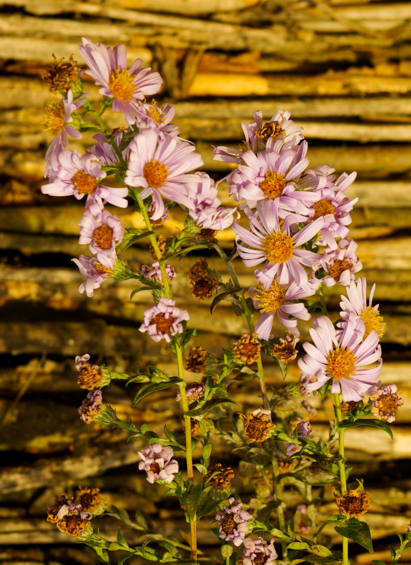 Wild Aster Blooms – Paint by Numbers Kit
