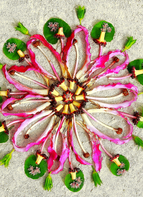 Flower Blossom Mandala – Paint by Numbers