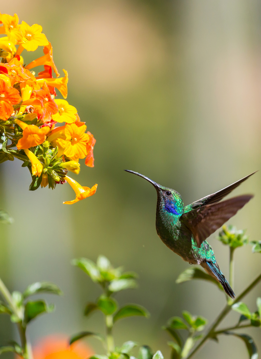 Hummingbird in Flight - Paint by Numbers