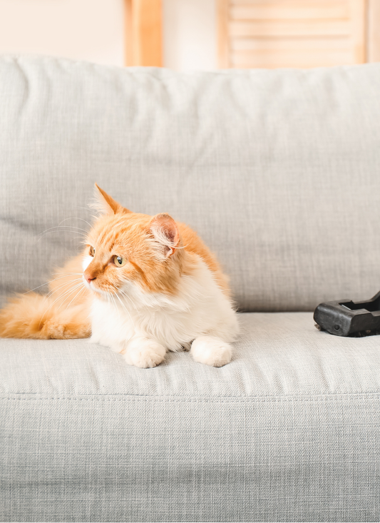 Couch Companion – Paint by Numbers Kit