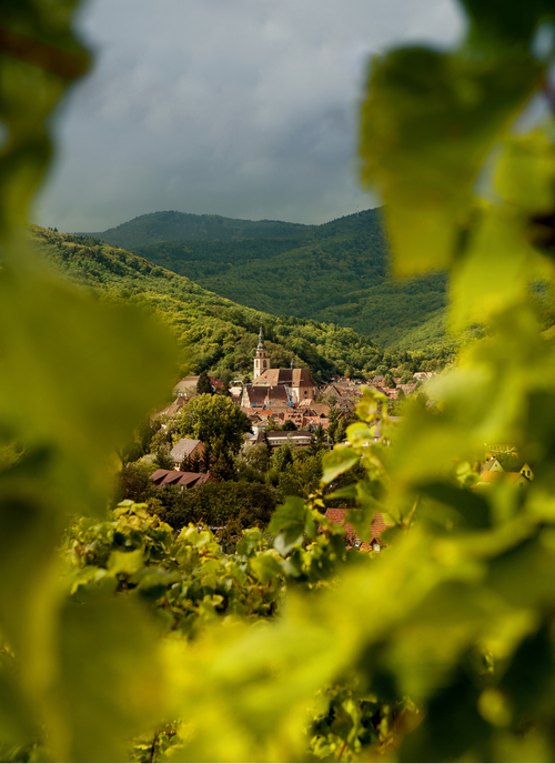 Alsace – Vineyard View Paint by Numbers