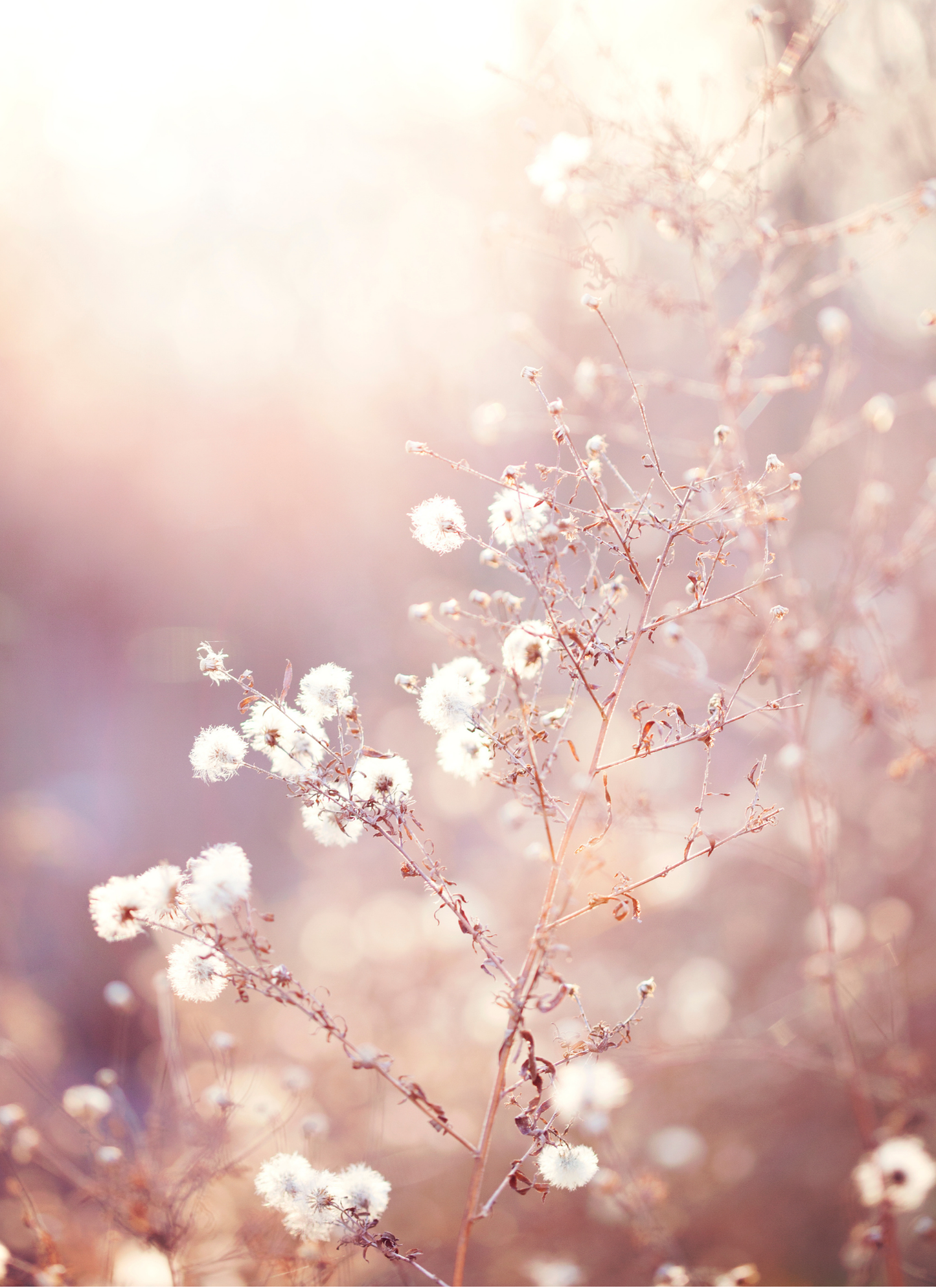 Sunlit Whisper – Wildflower Bloom Paint by Numbers Kit