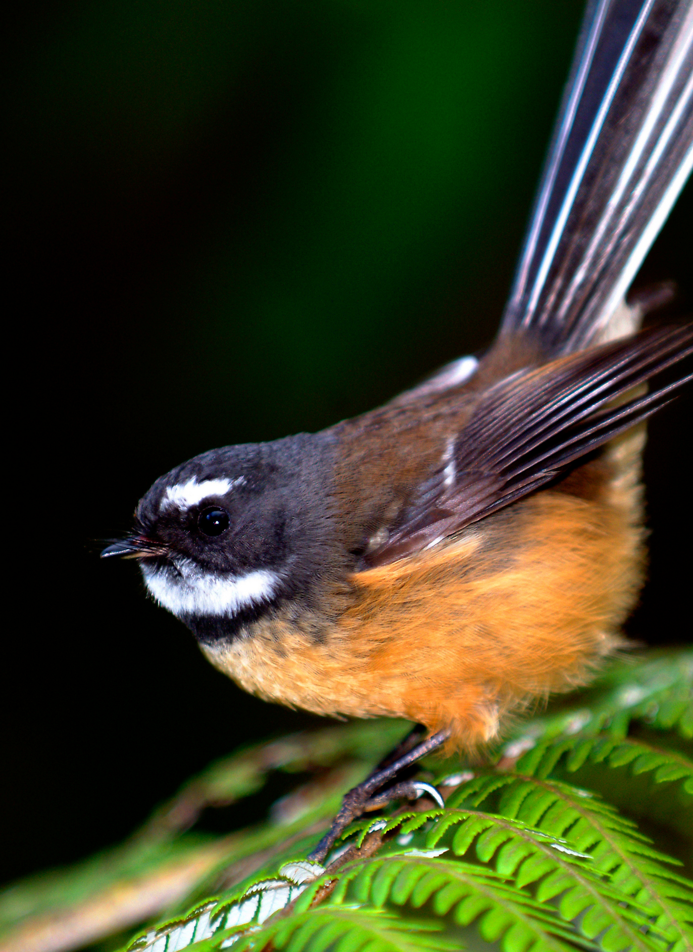 Forest Fantail – Paint by Numbers
