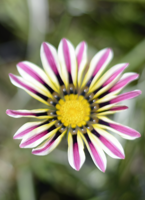 Sunburst Petals – Paint by Numbers Kit