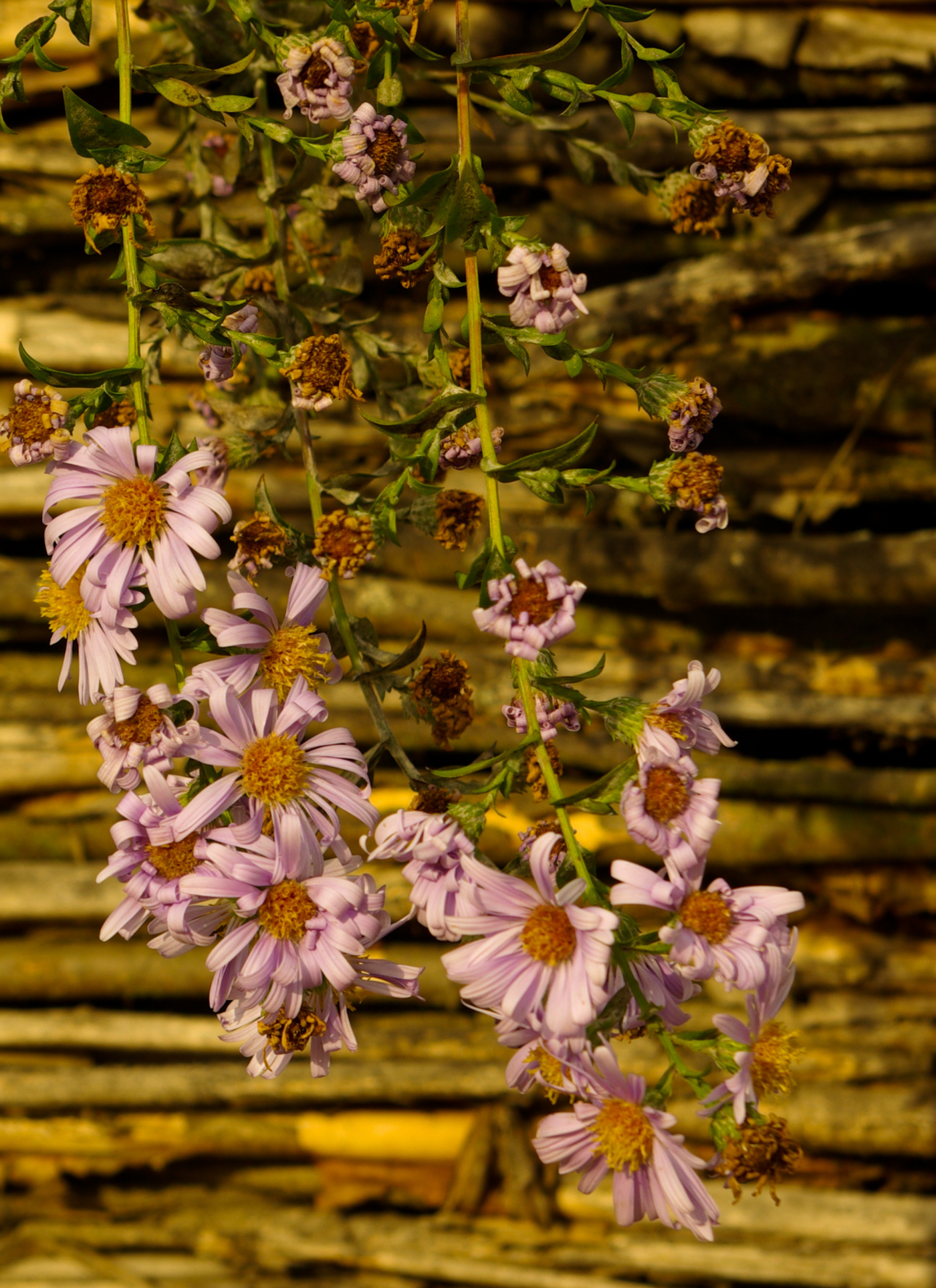 Lavender Garden Cascade – Paint by Numbers Kit