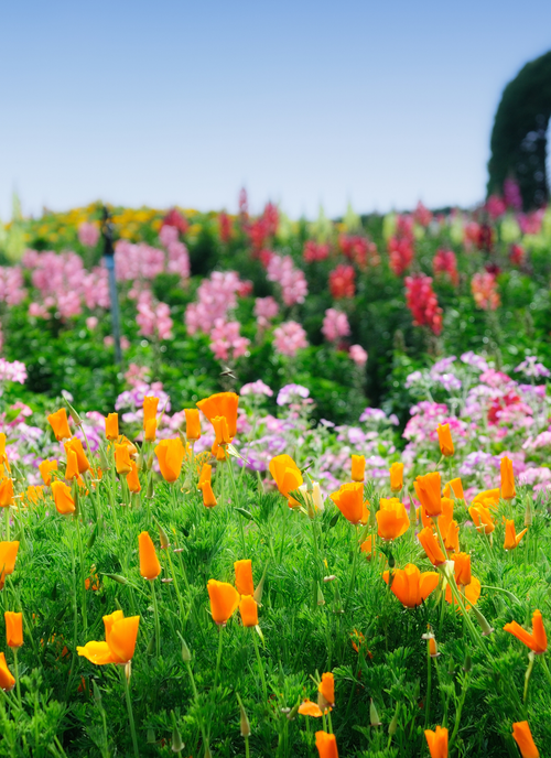 Spring Garden Delight – Paint by Numbers