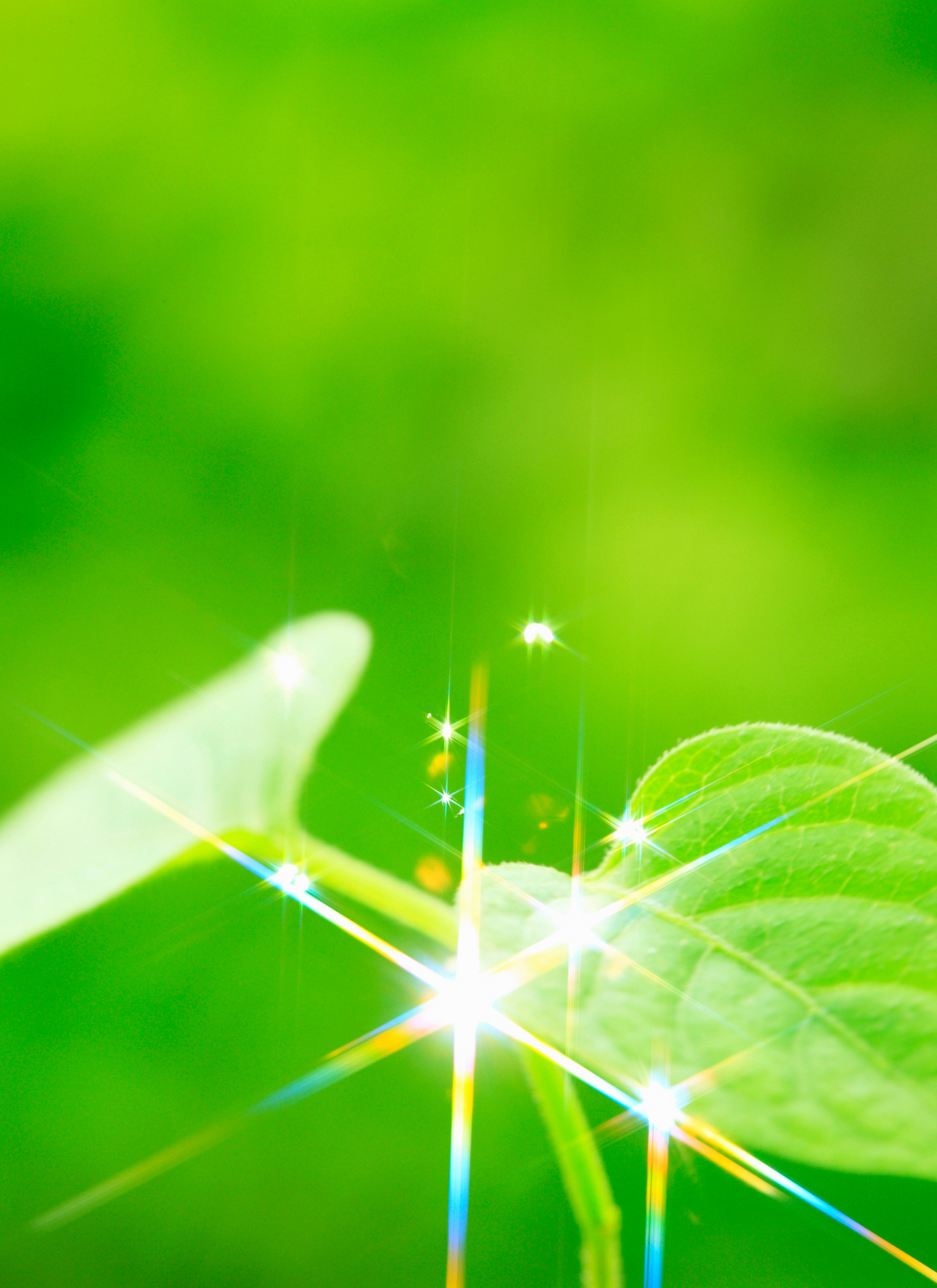 Nature’s Sparkle – Paint by Numbers