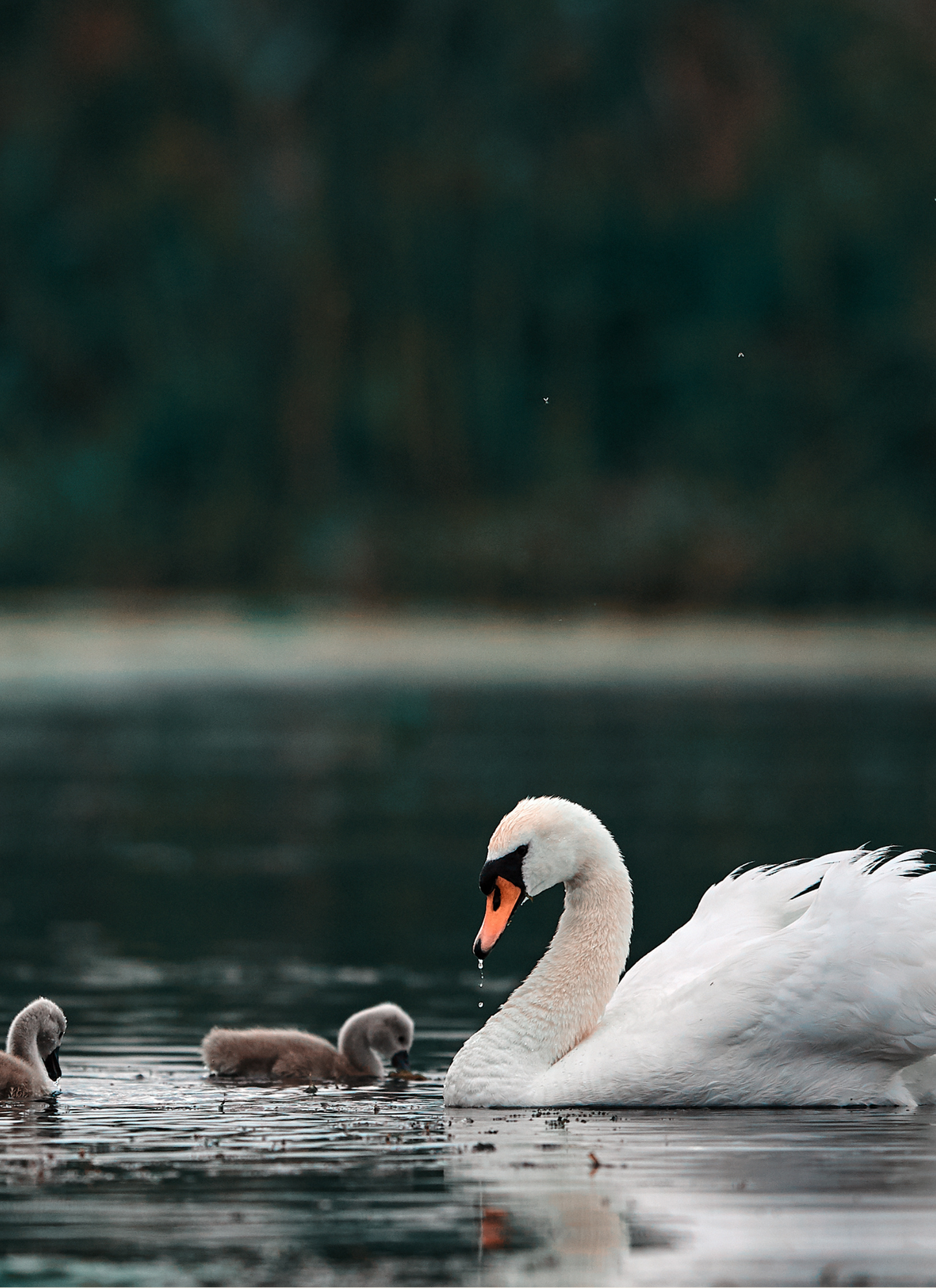 Swan Serenity with Chicks – Paint by Numbers Kit