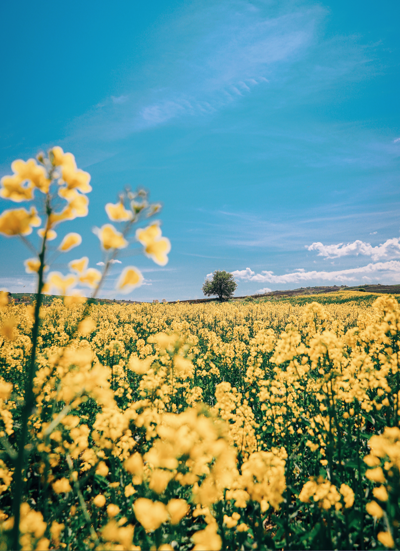 Golden Bloom Horizon – Paint by Numbers