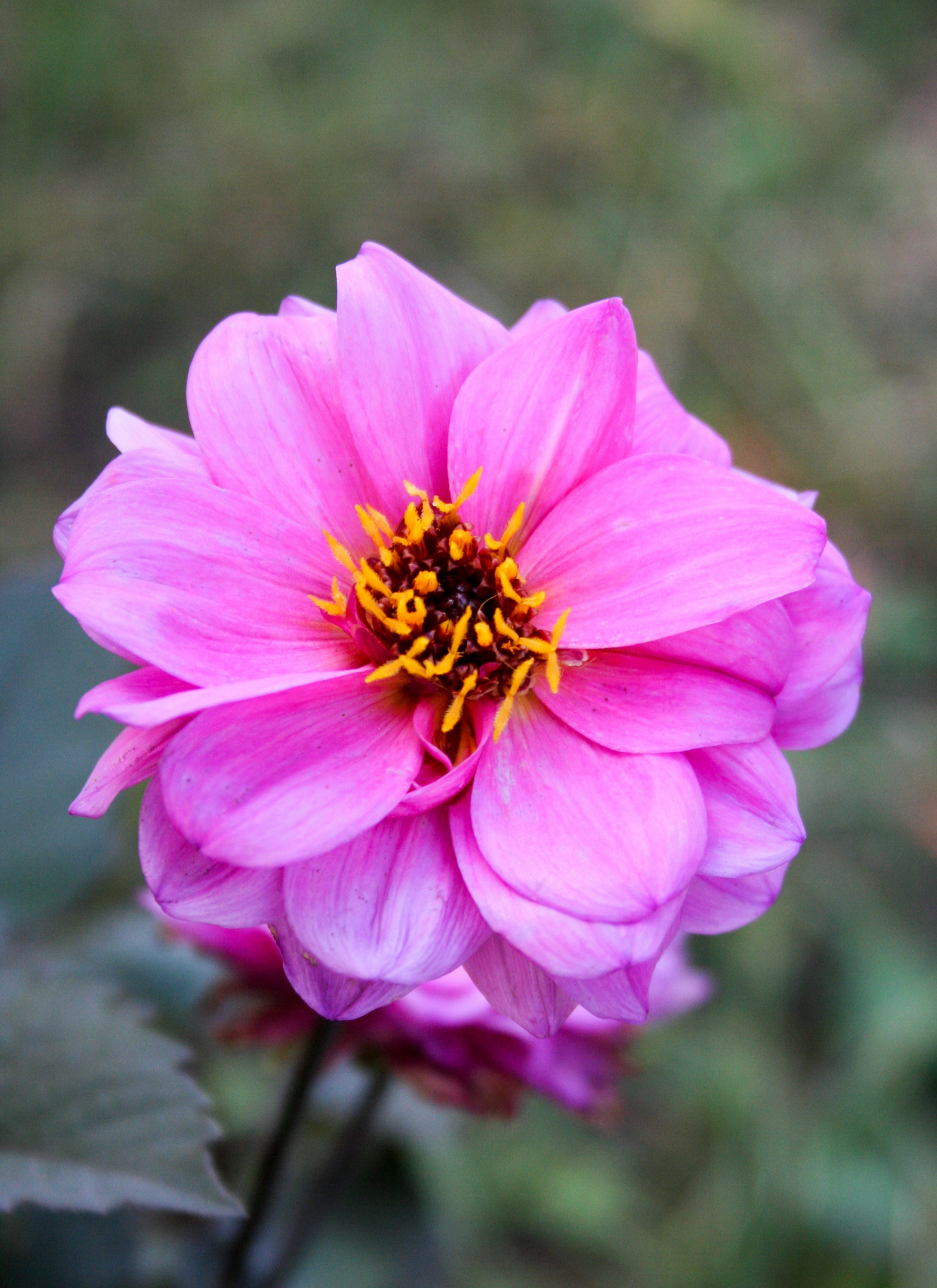 Blush Dahlia Bloom – Paint by Numbers Kit