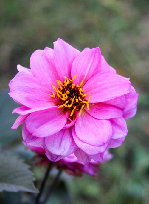 Blush Dahlia Bloom – Paint by Numbers Kit