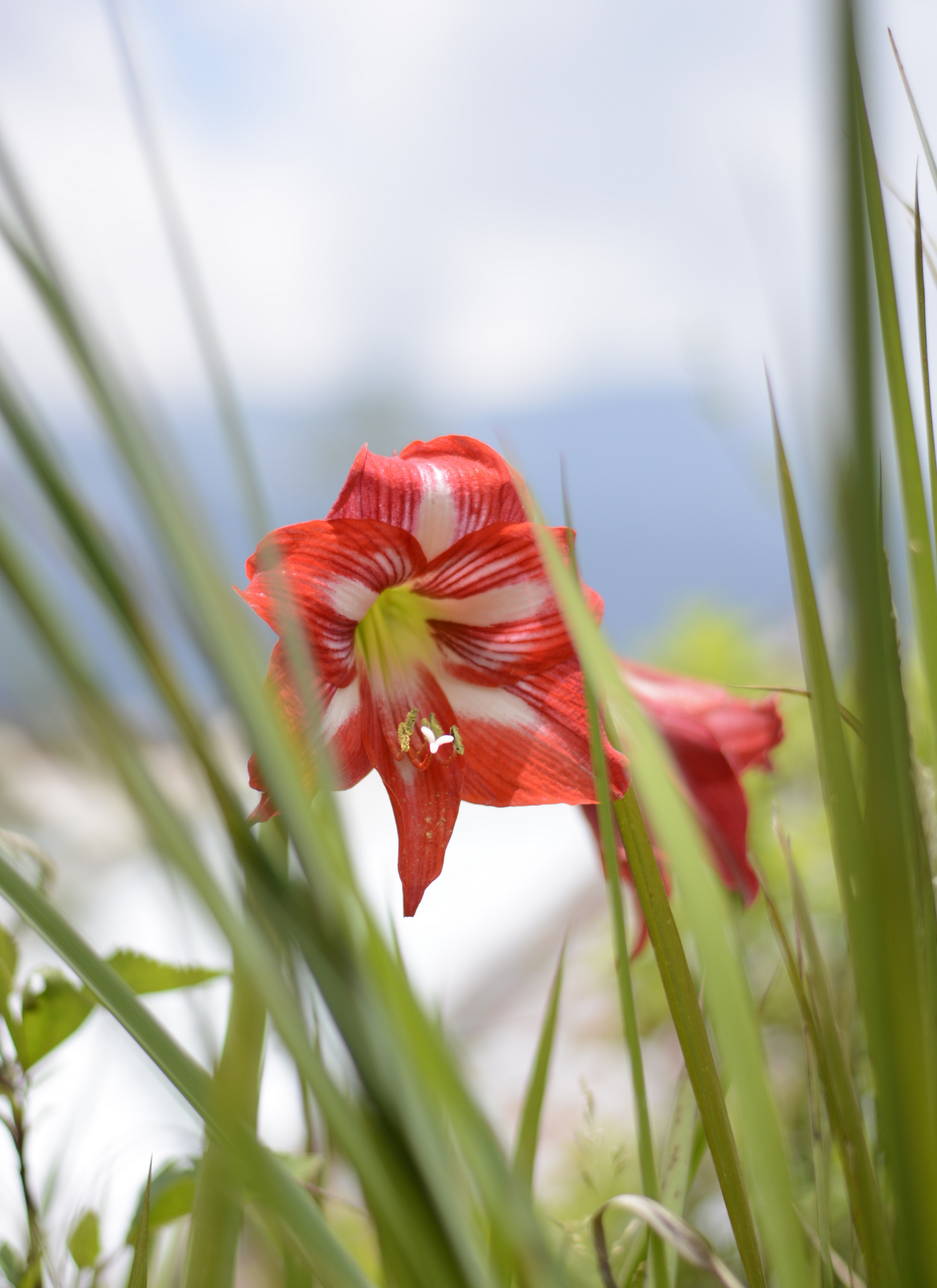 Crimson Beauty – Paint by Numbers Kit