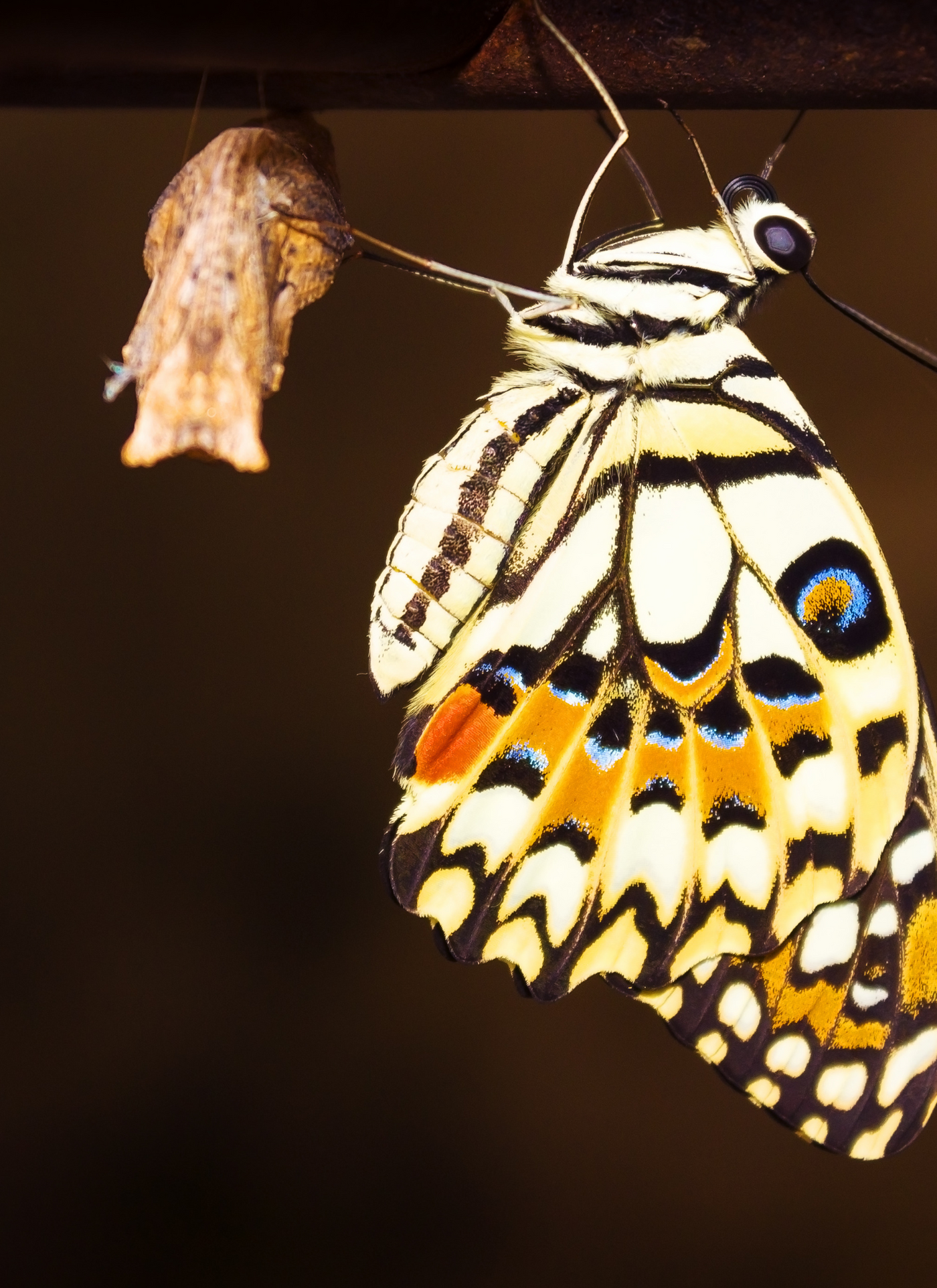 Butterfly Awakening – Paint by Numbers Kit