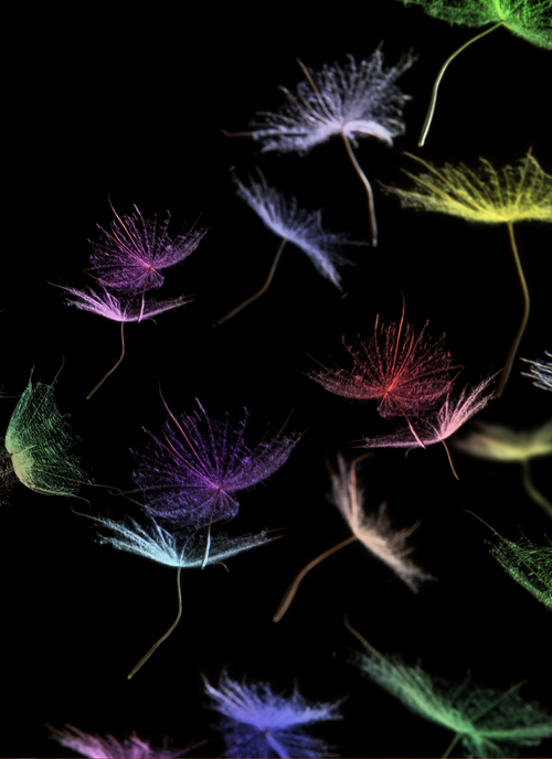 Rainbow Wishes – Dandelion Seeds Paint by Numbers Kit