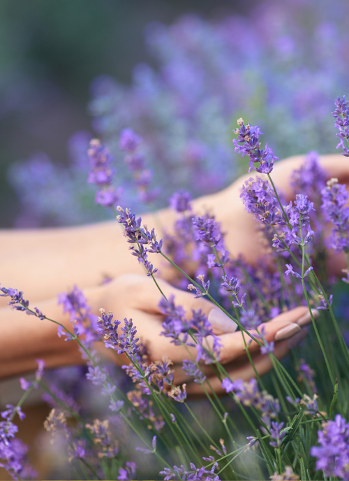 Lavender Embrace – Paint by Numbers Kit