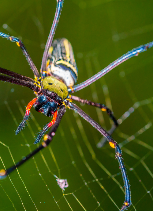 Web Weaver Majesty – Paint by Numbers Kit