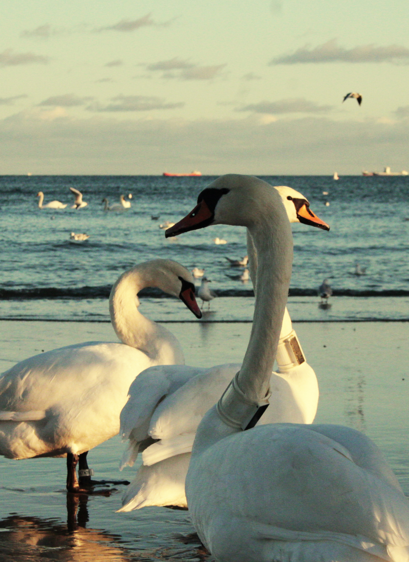 Elegant Swans by the Shore – Paint by Numbers Kit