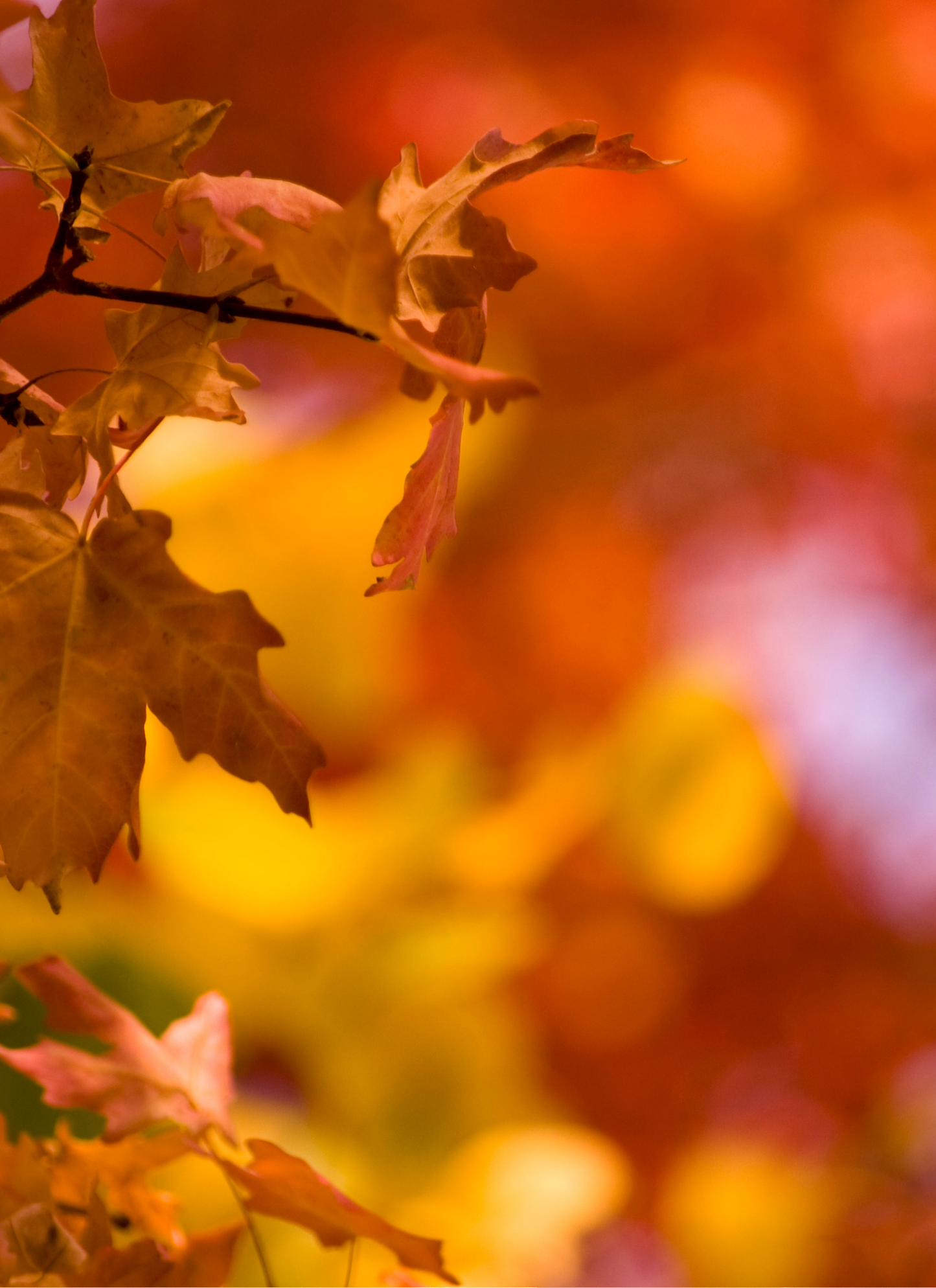 Golden Fall Glow – Autumn Leaves Paint by Numbers Kit