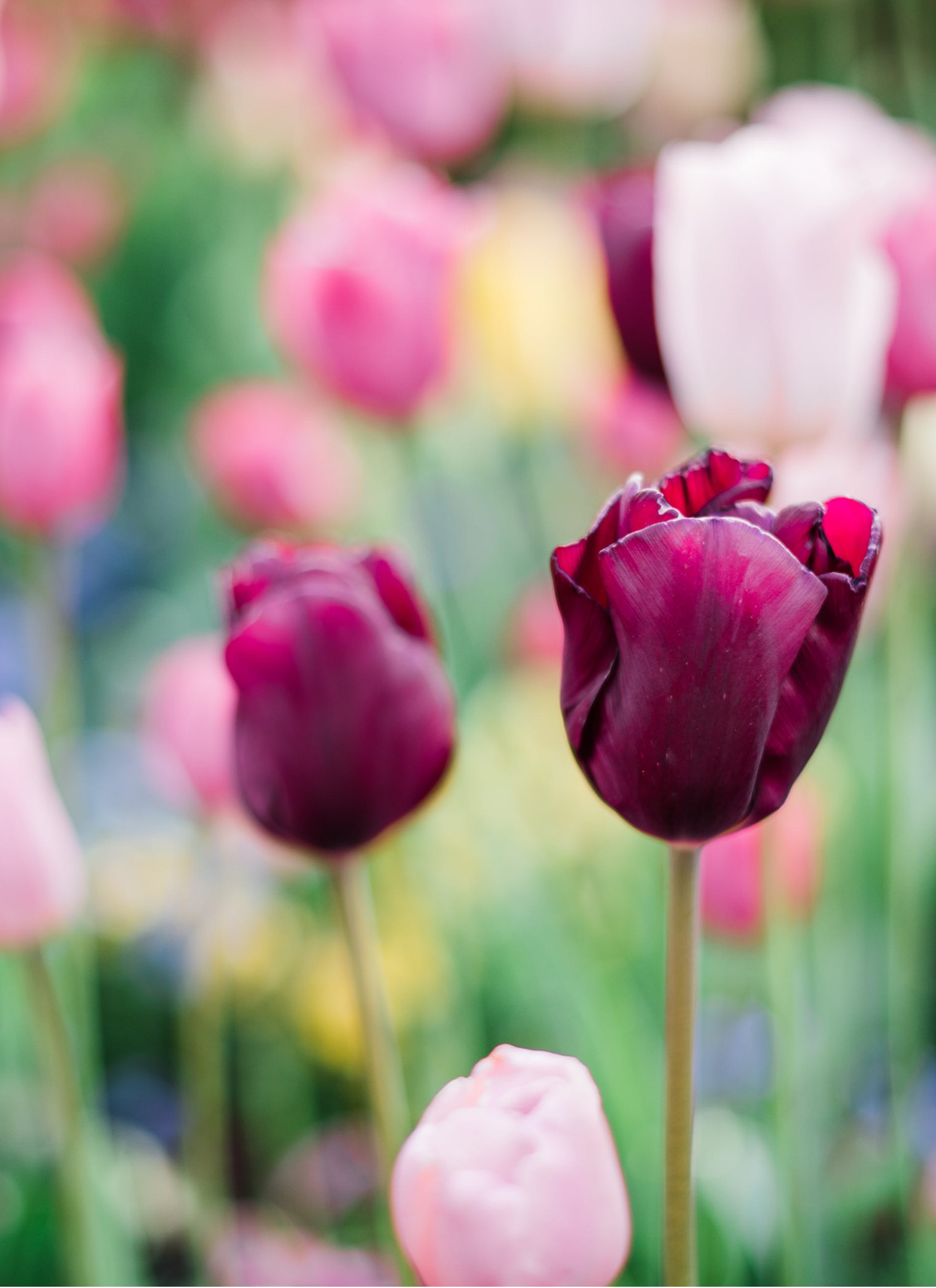 Twilight Tulips in Bloom – Paint by Numbers Kit