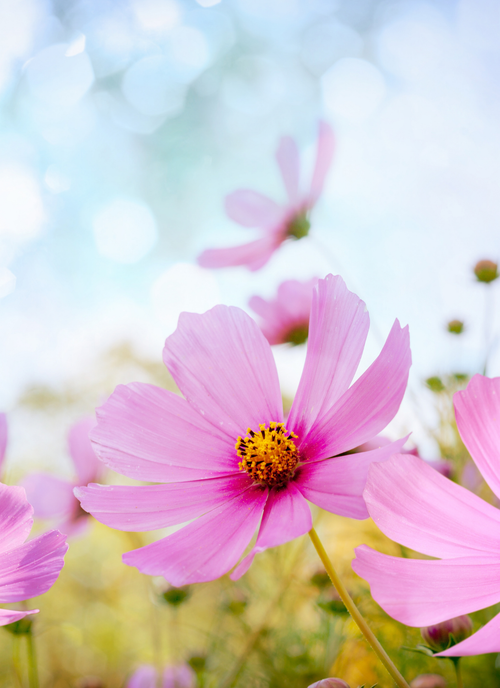 Pink Cosmos Breeze – Paint by Numbers Kit