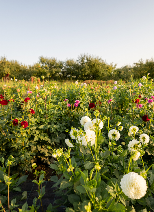 Dahlia Garden in Golden Light – Paint by Numbers Kit