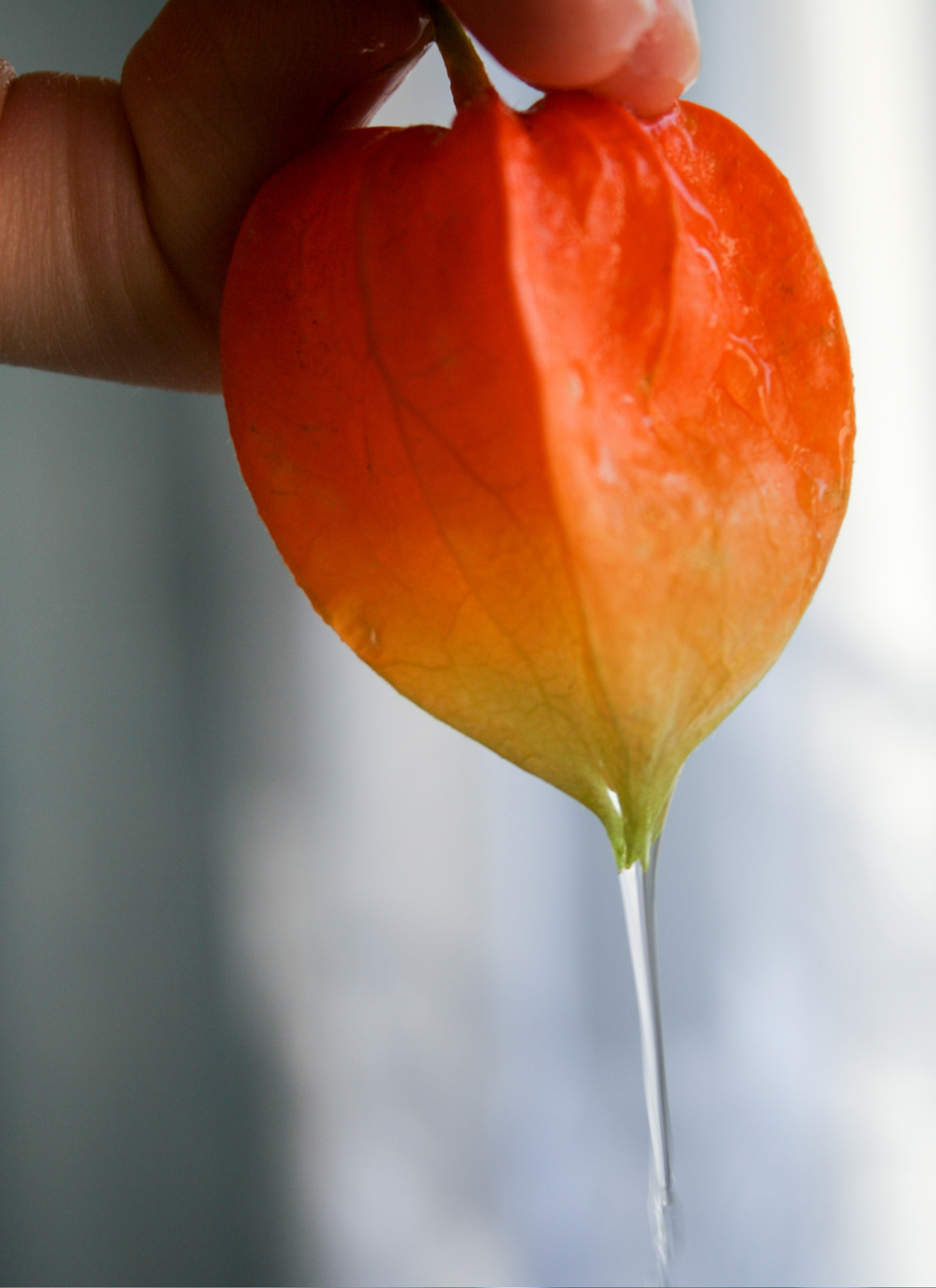Lantern Blossom Drip – Paint by Numbers Kit