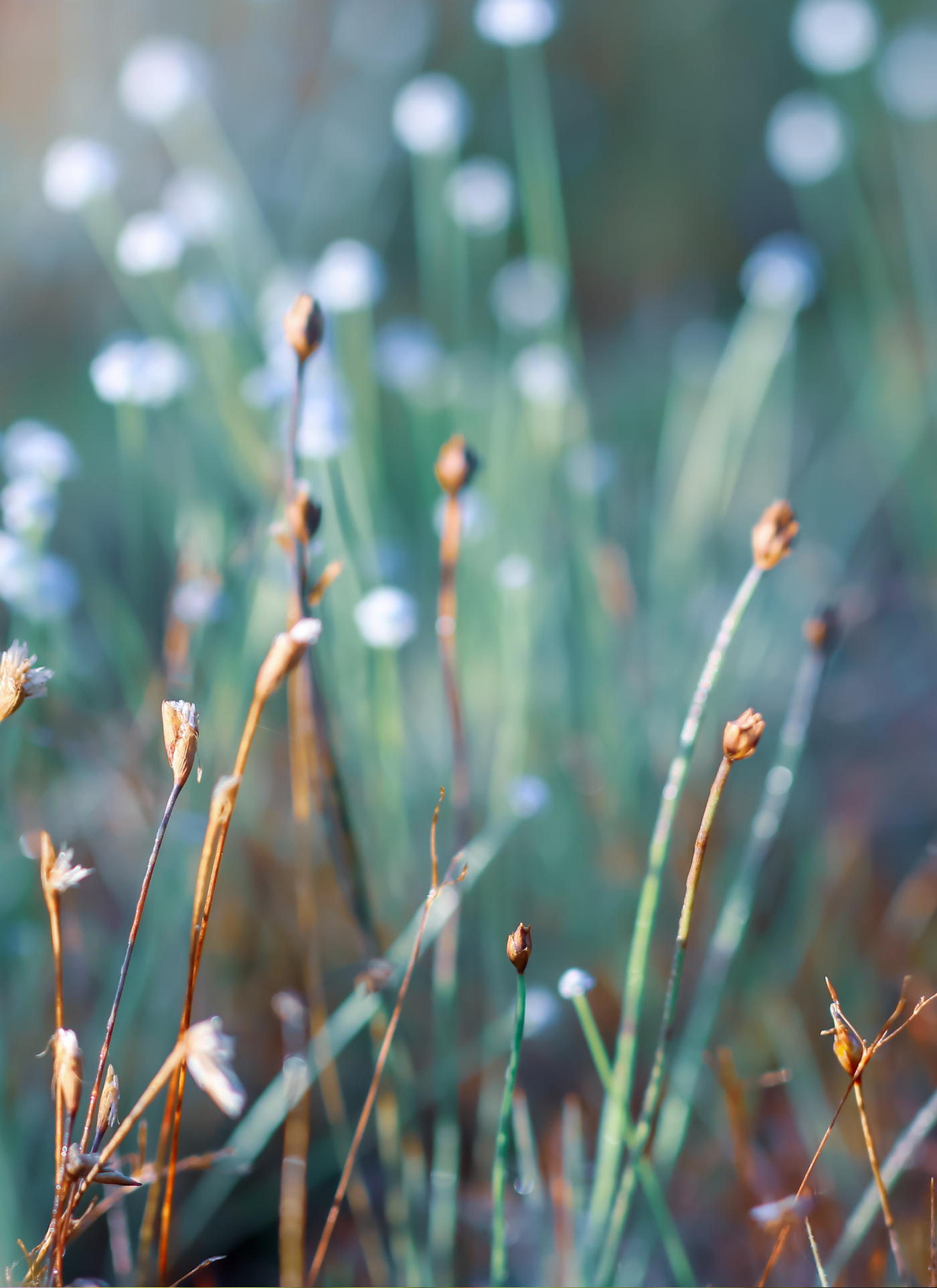 Dreamy Wildflowers – Paint by Numbers Kit
