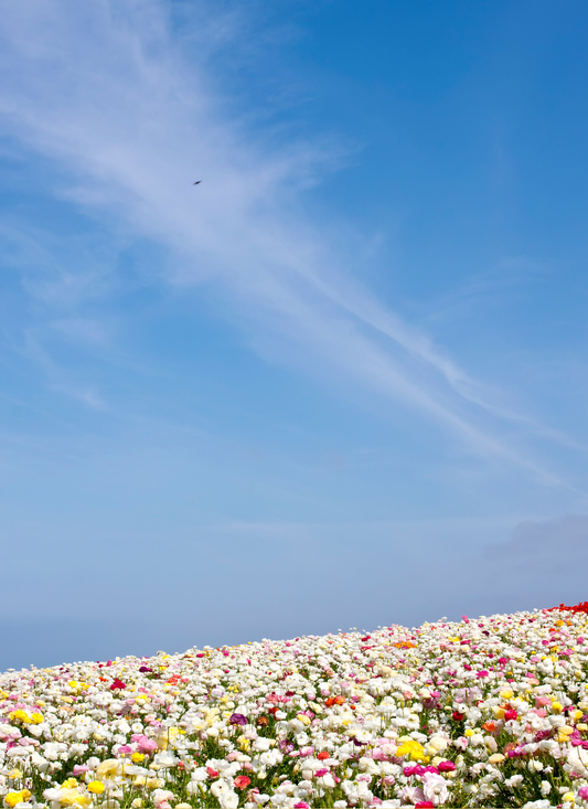 Blooming Meadow Under Blue Sky – Paint by Numbers Kit